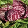 Radicchio - Chicory Seeds Red Verona