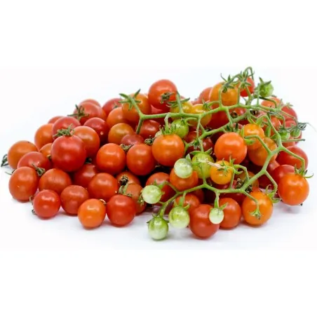 Graines de tomates sauvages (Solanum pimpinellifolium)