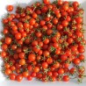 Semillas de tomate silvestre (Solanum pimpinellifolium)