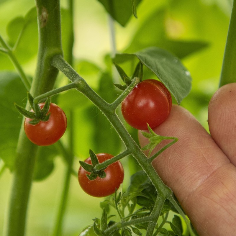 Semillas de tomate silvestre (Solanum pimpinellifolium)