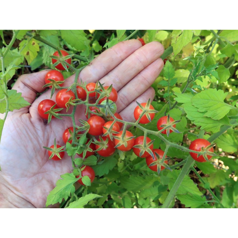 Semillas de tomate silvestre (Solanum pimpinellifolium)