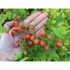 Semillas de tomate silvestre (Solanum pimpinellifolium)