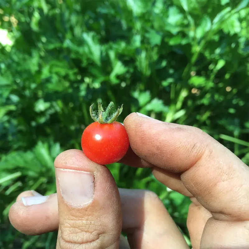 Rote Johannisbeere, Wilde Tomatensamen (Solanum pimpinellifolium)