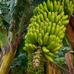 Semena banánů divokého lesa...