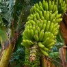 Nasiona bananów dzikich lasów (Musa yunnanensis)