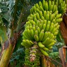Price: €3.05 - Seme divlje šumske banane (Musa yunnanensis) - 