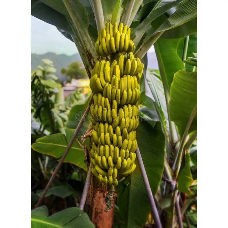 Nasiona bananów dzikich lasów (Musa yunnanensis)