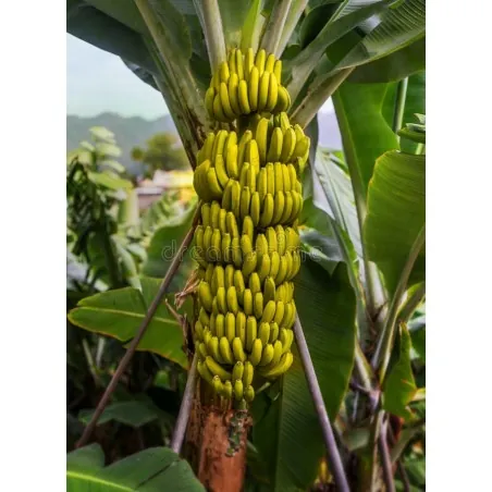 Semena banánů divokého lesa (Musa yunnanensis)