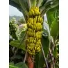Nasiona bananów dzikich lasów (Musa yunnanensis)