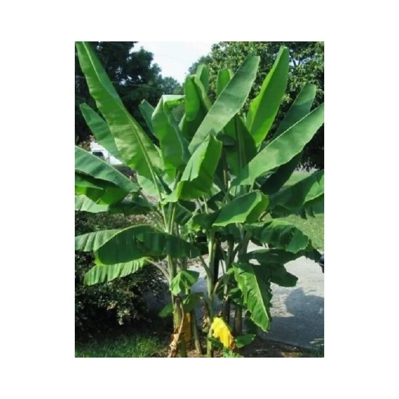 Nasiona bananów dzikich lasów (Musa yunnanensis)