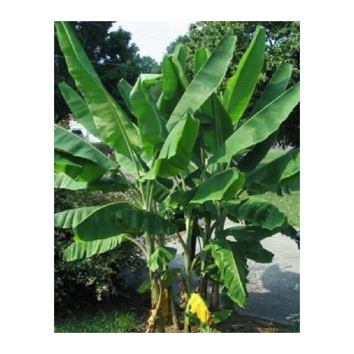 Nasiona bananów dzikich lasów (Musa yunnanensis) - 2.745