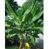 Nasiona bananów dzikich lasów (Musa yunnanensis)