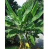 Price: €3.05 - Seme divlje šumske banane (Musa yunnanensis) - 