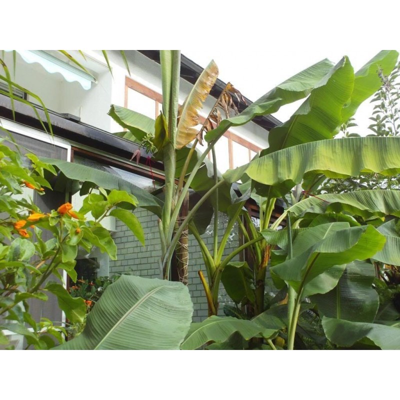 Price: €3.05 - Seme divlje šumske banane (Musa yunnanensis) - 