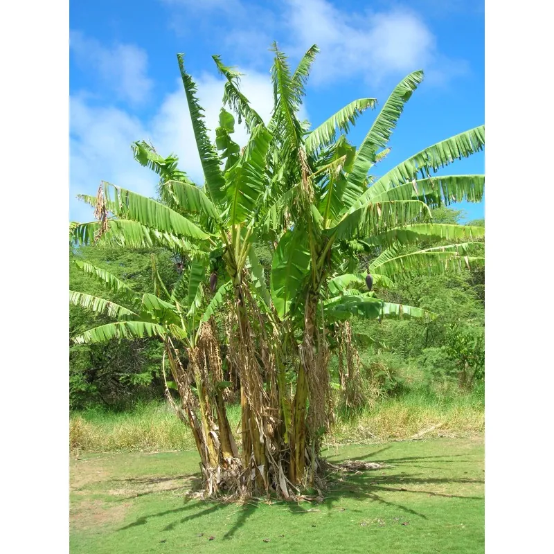 Nasiona bananów dzikich lasów (Musa yunnanensis)