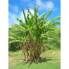 Nasiona bananów dzikich lasów (Musa yunnanensis)