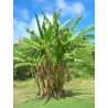 Price: €3.05 - Seme divlje šumske banane (Musa yunnanensis) - 