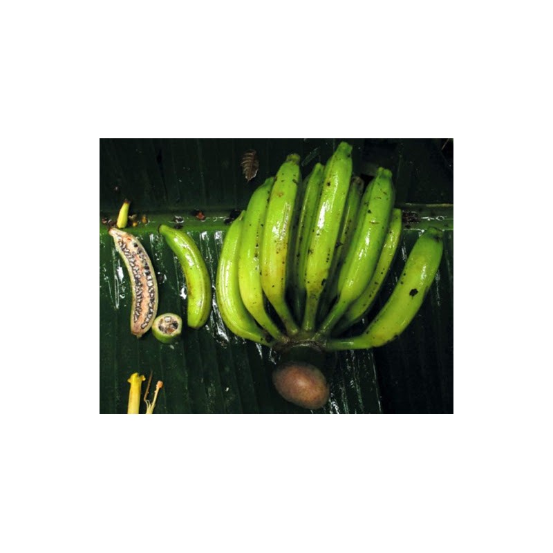 Price: €3.05 - Seme divlje šumske banane (Musa yunnanensis) - 