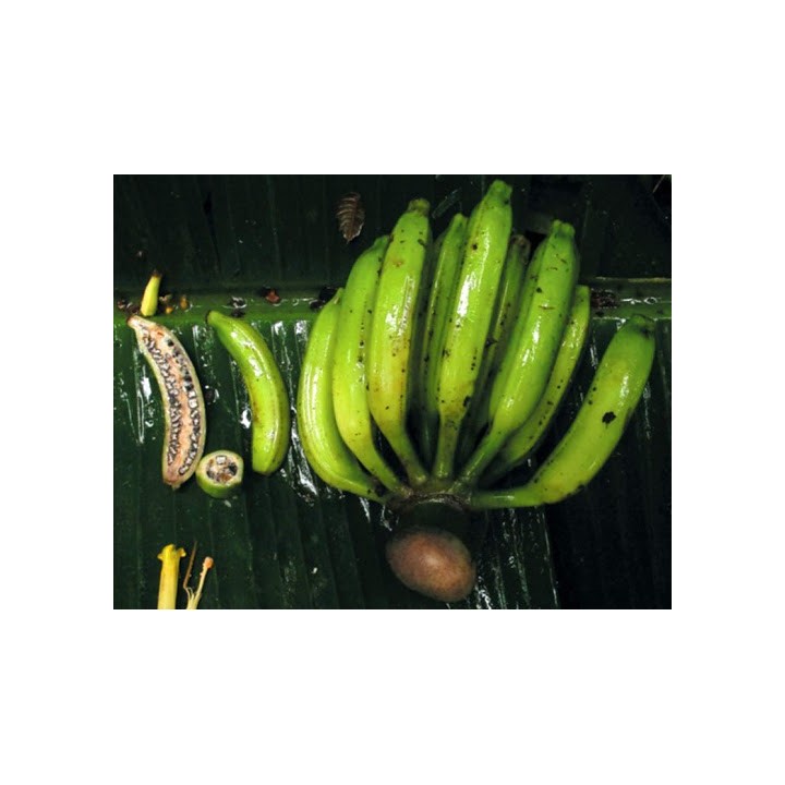Nasiona bananów dzikich lasów (Musa yunnanensis) - 2.745