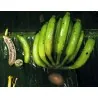 Nasiona bananów dzikich lasów (Musa yunnanensis)