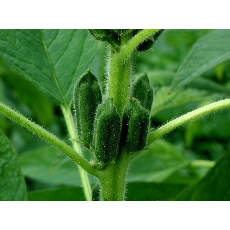 Price: €1.65 - Semillas de ajonjolí o sésamo negro (Sesamum indicum) - 