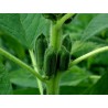 Price: €1.65 - Semillas de ajonjolí o sésamo negro (Sesamum indicum) - 