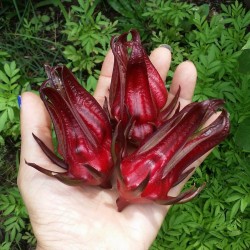 Price: €3.5 - Σπόροι Γίγαντας Άνθη ιβίσκου Roselle (Hibiscus sabdariffa) - 