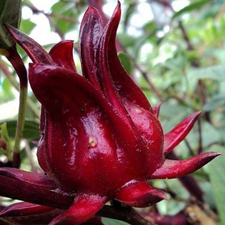 Gigantische Roselle-zaden (Hibiscus sabdariffa)
