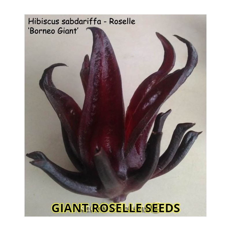 Sementes Vinagreira Gigante (Hibiscus sabdariffa)