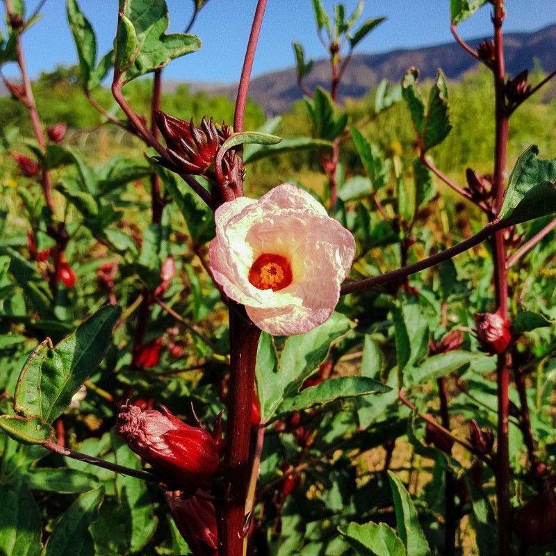Jätte Rosellhibiskus Frön (Hibiscus sabdariffa)