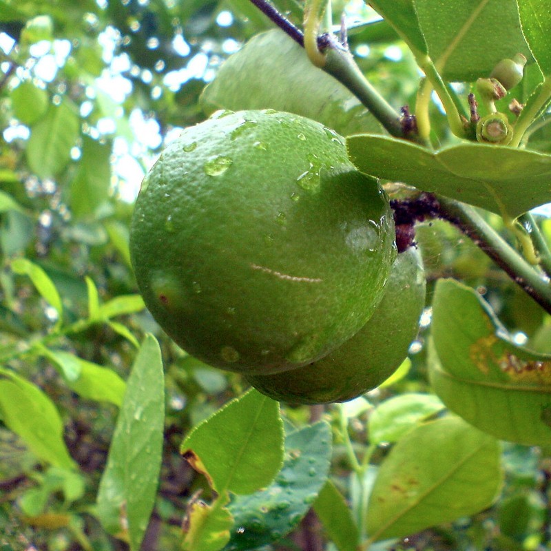 Price: €2.25 - Key kalk frön (Citrus aurantiifolia) - 