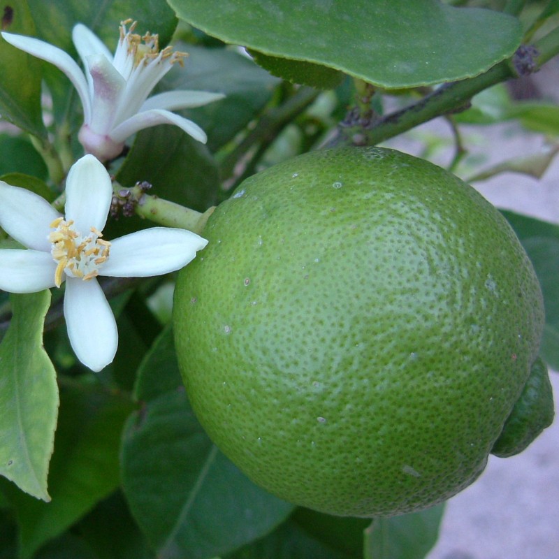 Price: €2.25 - Key limonki nasiona (Citrus aurantiifolia) - 