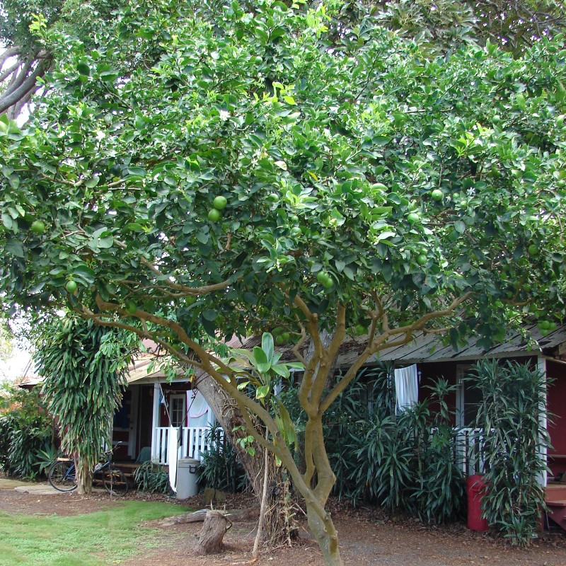 Price: €2.25 - Echte Limette Samen (Citrus aurantiifolia) - 