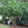 Price: €2.25 - Key limonki nasiona (Citrus aurantiifolia) - 
