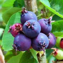 Nasiona Saskatoon Serviceberry (Amelanchier alnifolia) - 1.485