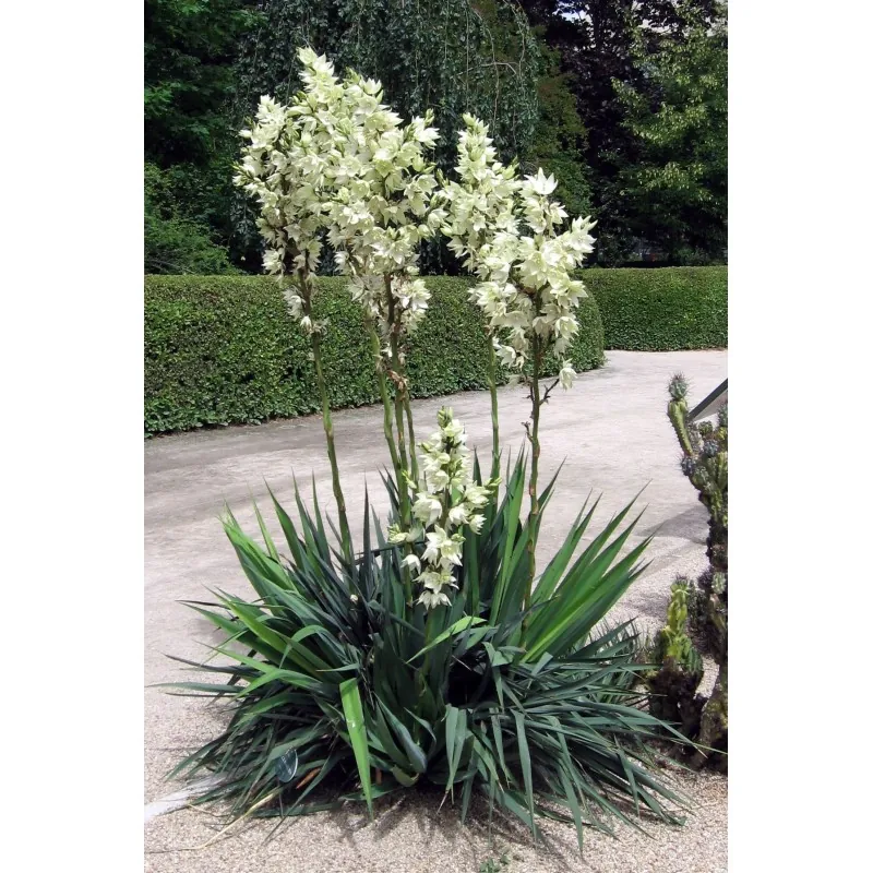 Adams needle seeds (Yucca filamentosa)