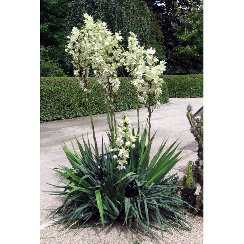 Price: €2.35 - Graines de Yucca filamenteux (Yucca filamentosa) - 