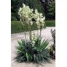 Price: €2.35 - Graines de Yucca filamenteux (Yucca filamentosa) - 