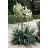 Semillas de El Iczotl (Yucca filamentosa)
