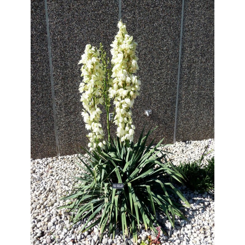 Price: €2.35 - Foszlóslevelű pálmaliliom mag (Yucca filamentosa) - 