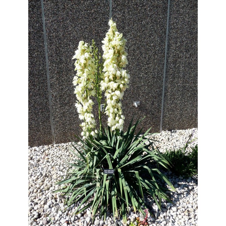 Nasiona Jukka karolińska (Yucca filamentosa) - 2.115