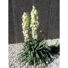 Price: €2.35 - Graines de Yucca filamenteux (Yucca filamentosa) - 