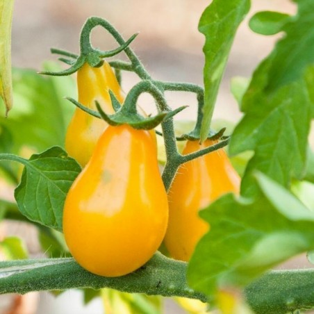 Price: €1.95 - Sementes Tomate Pera Amarelo - Yellow Pear - Seeds Gallery