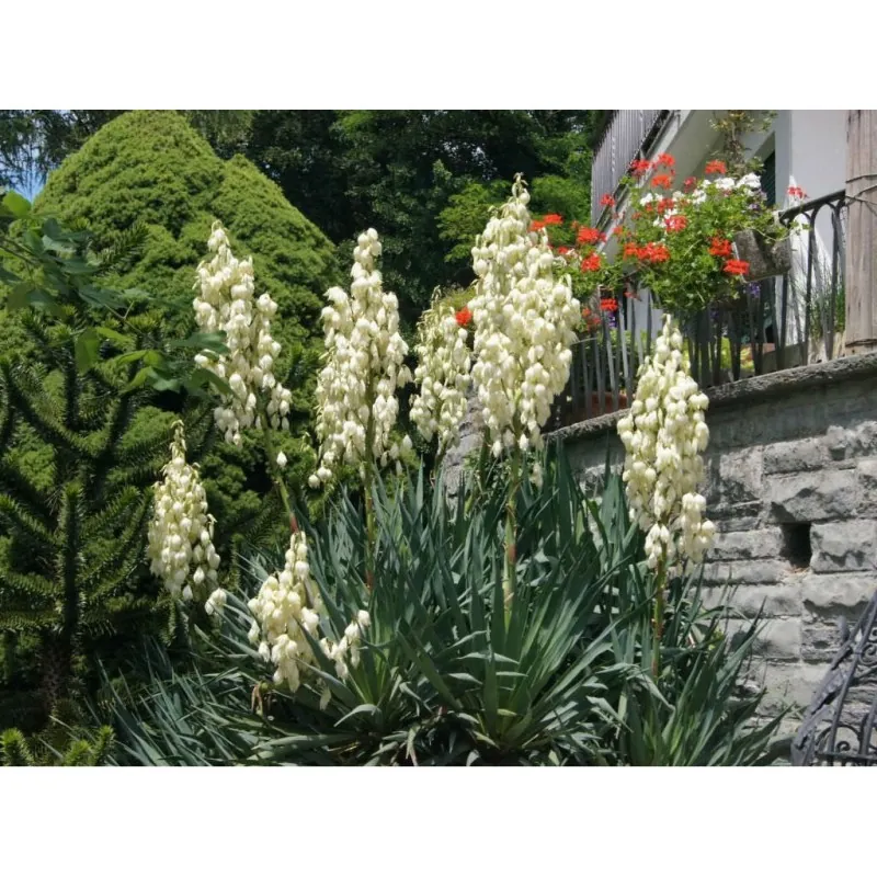 Adams needle seeds (Yucca filamentosa)