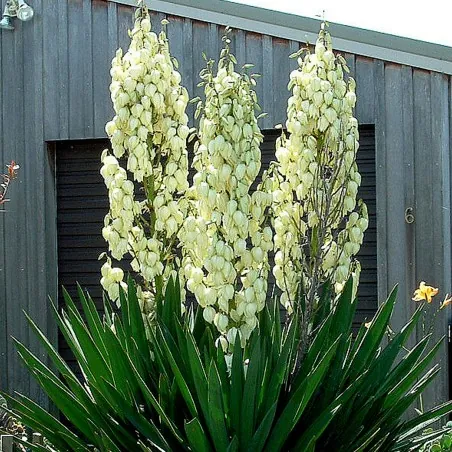 Adams needle seeds (Yucca filamentosa)
