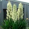 Adams needle seeds (Yucca filamentosa)