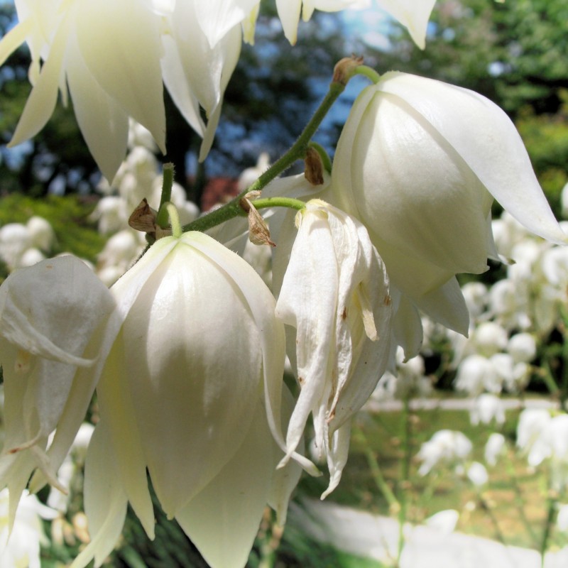 Price: €2.35 - Graines de Yucca filamenteux (Yucca filamentosa) - 