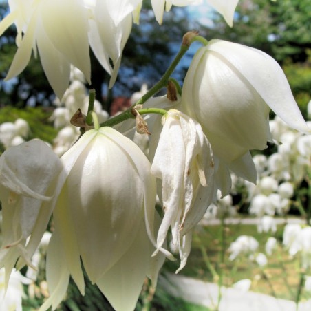 Price: €2.35 - Semi di Yucca (Yucca filamentosa) -