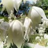 Adams needle seeds (Yucca filamentosa)