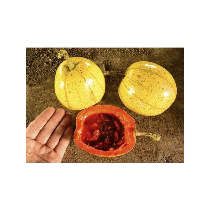 Price: €6.25 - Semințe chinezești de fructe de pasiune (Cionosicys macranthus) - 